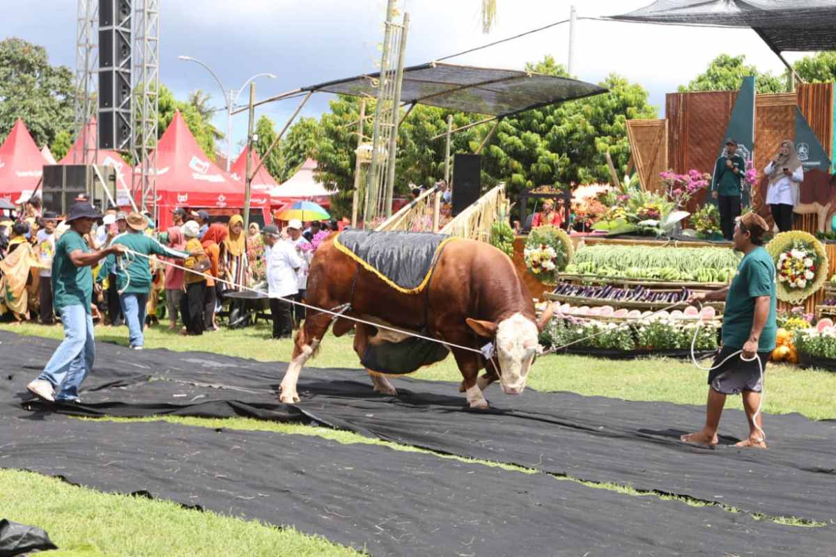 Parade Sapi Jumbo di Kontes, Pameran, dan Bursa Ternak, Ajang Promosi Ternak Unggul Banyuwangi