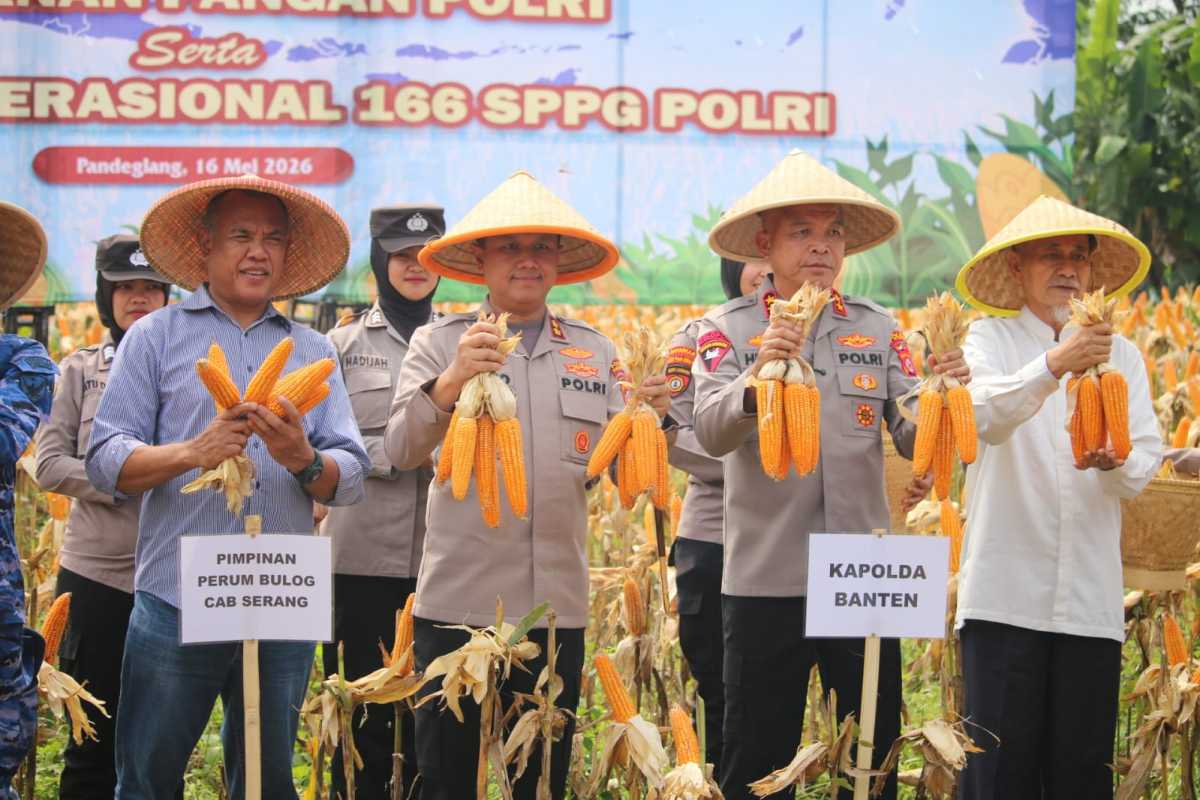 Dampingi Kapolda Banten, Kapolres Pandeglang Ikut Panen Raya Jagung Bersama Petani di Desa Paniis
